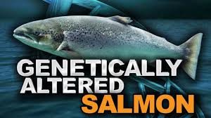 Genetically Engineered AquAdvantage Salmon