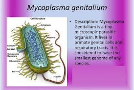 Mycoplasma Genitalium